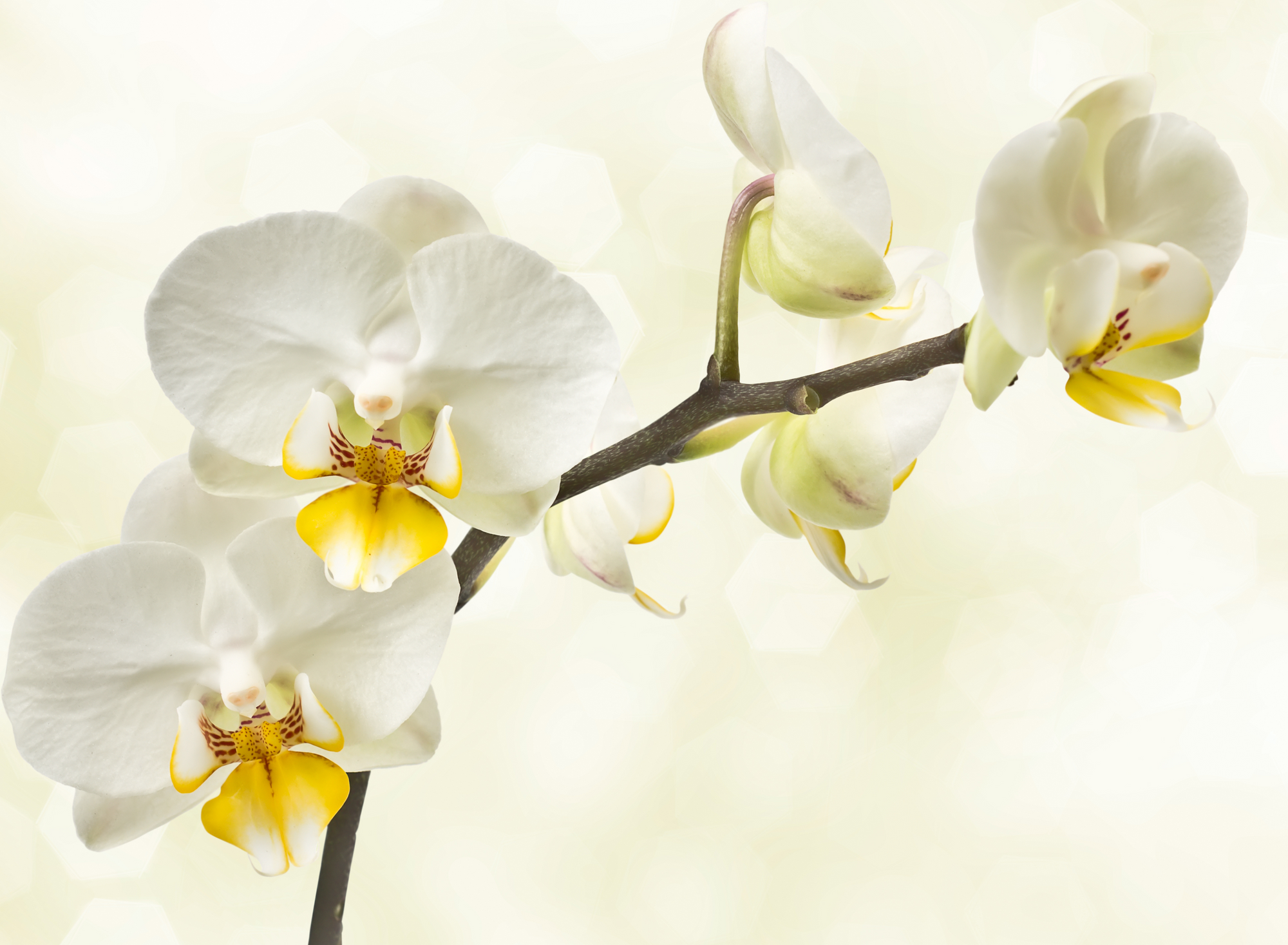 Zwei weiße Orchideen auf einem Bokeh-Hintergrund.