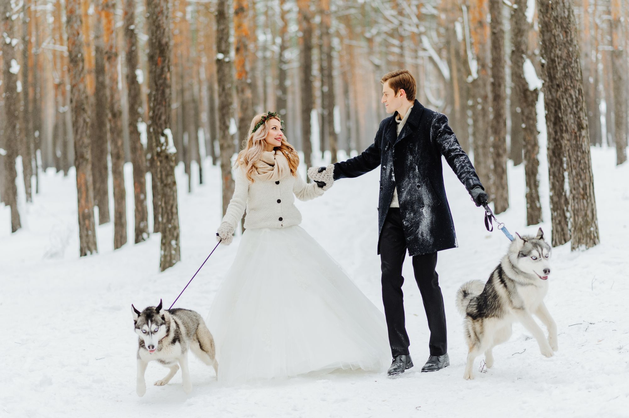 Braut und Bräutigam gehen mit Husky-Hunden im Schnee spazieren.