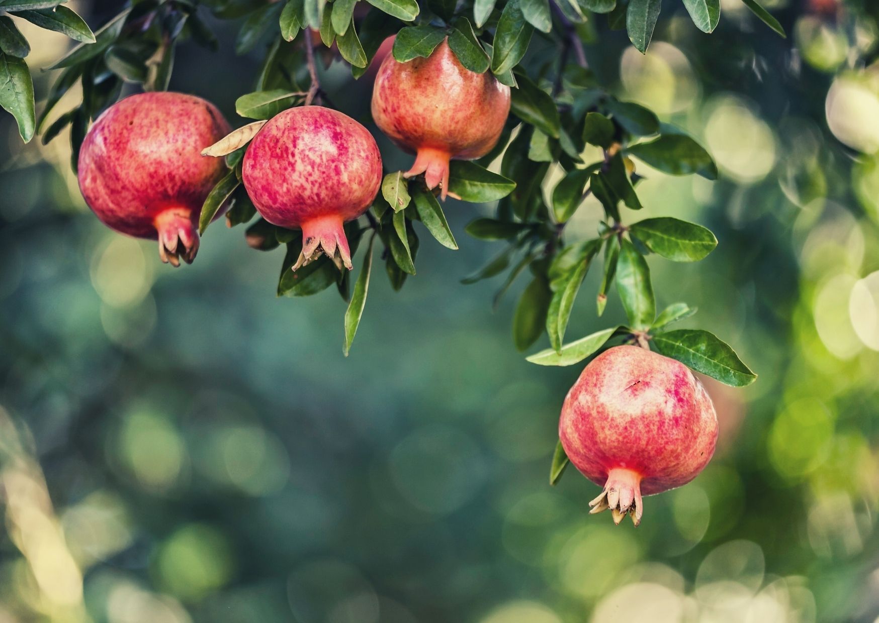 42 hochzeitstag granathochzeit bilder