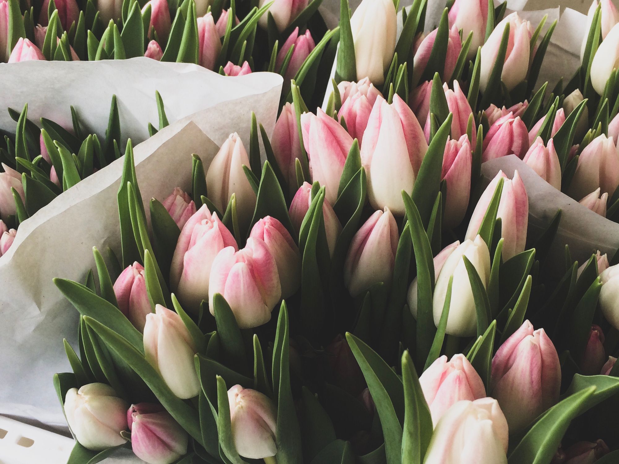 Tulpen sind im Blumenfachhandel der Deutschen zweitliebster Artikel