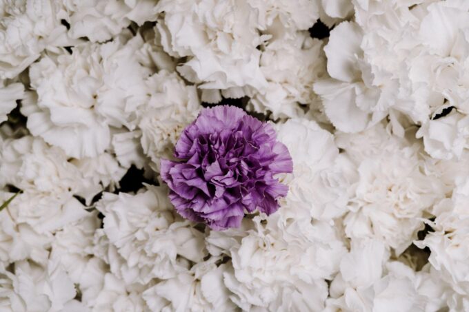 Eine violette Nelke ist von weißen Blüten umgeben.