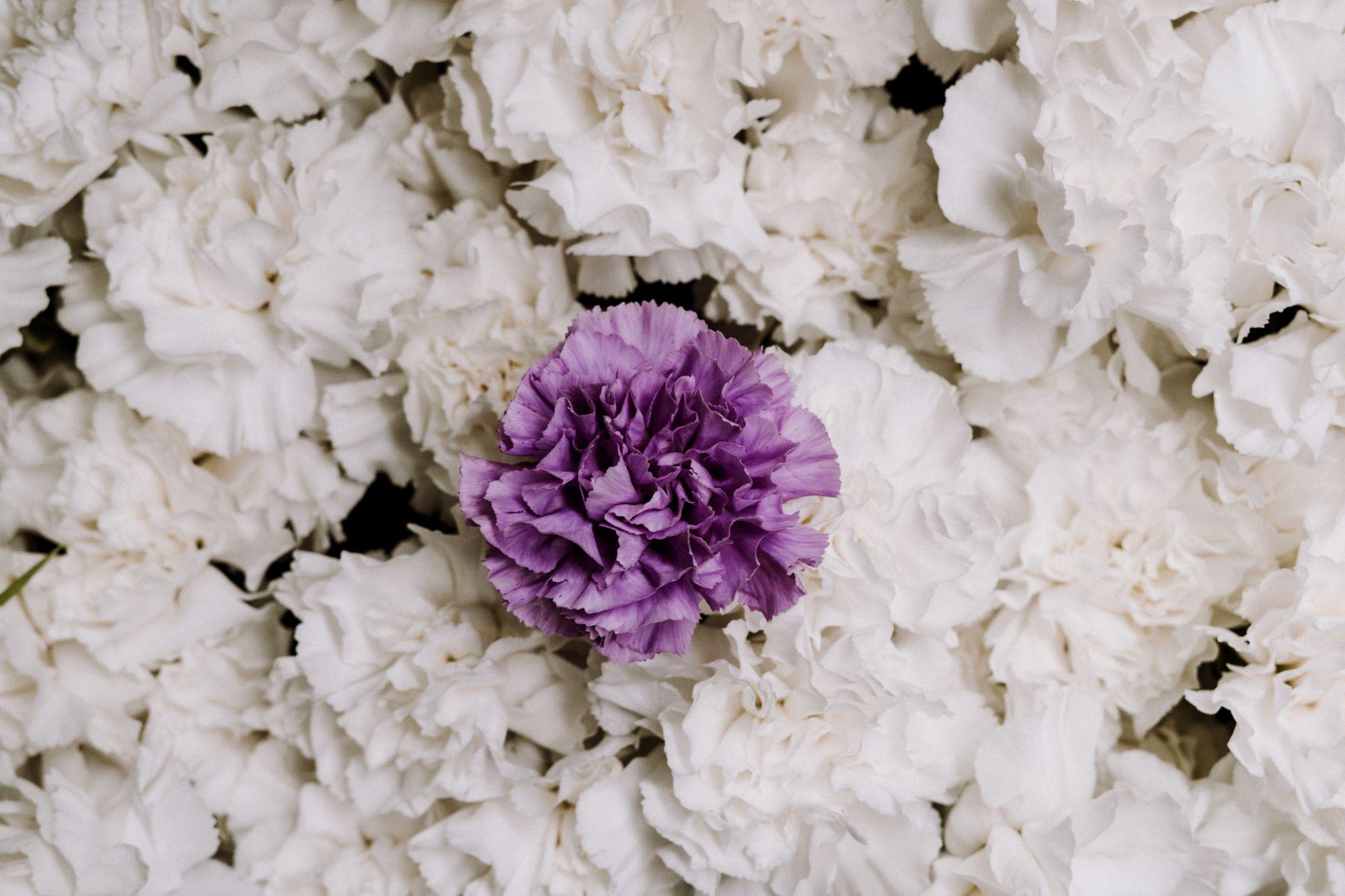 Eine violette Nelke ist von weißen Blüten umgeben.