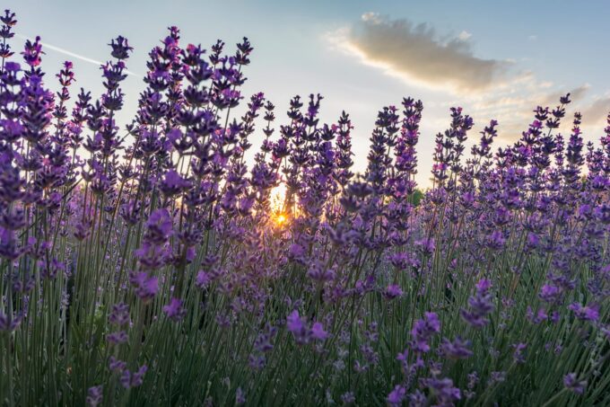 Ein Lavendelfeld mit der untergehenden Sonne dahinter.