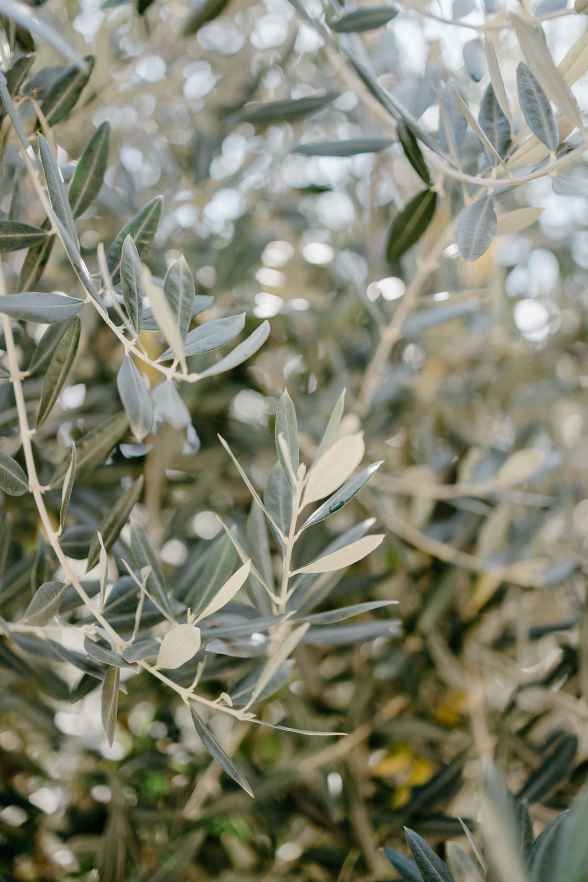 Eine Nahaufnahme eines Olivenbaums.