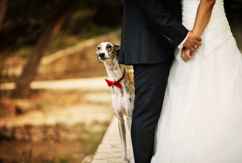 Neben dem Brautpaar steht ein Hund mit einer Schleife.