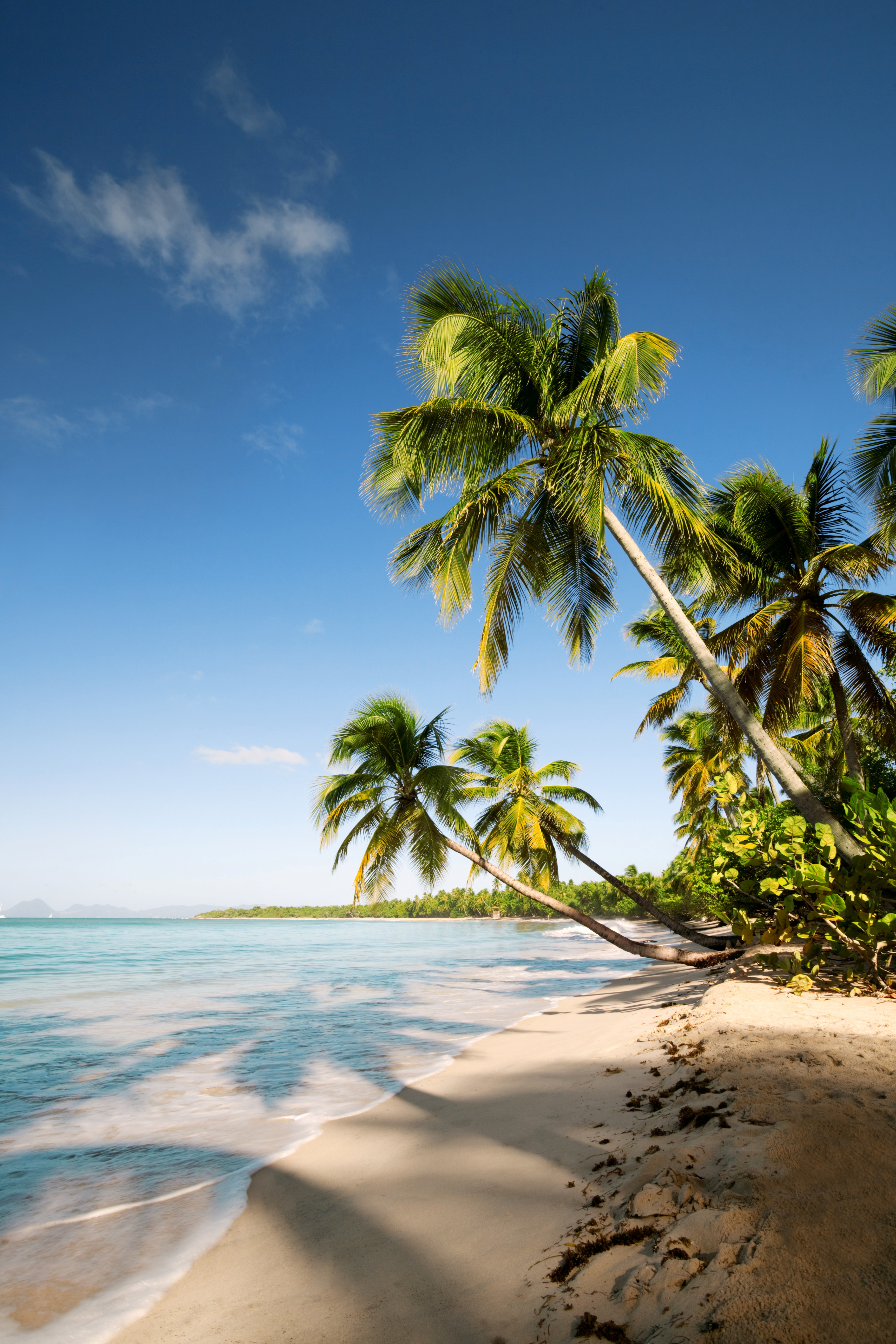 Martinique ist eine karibische Insel mit Palmen.