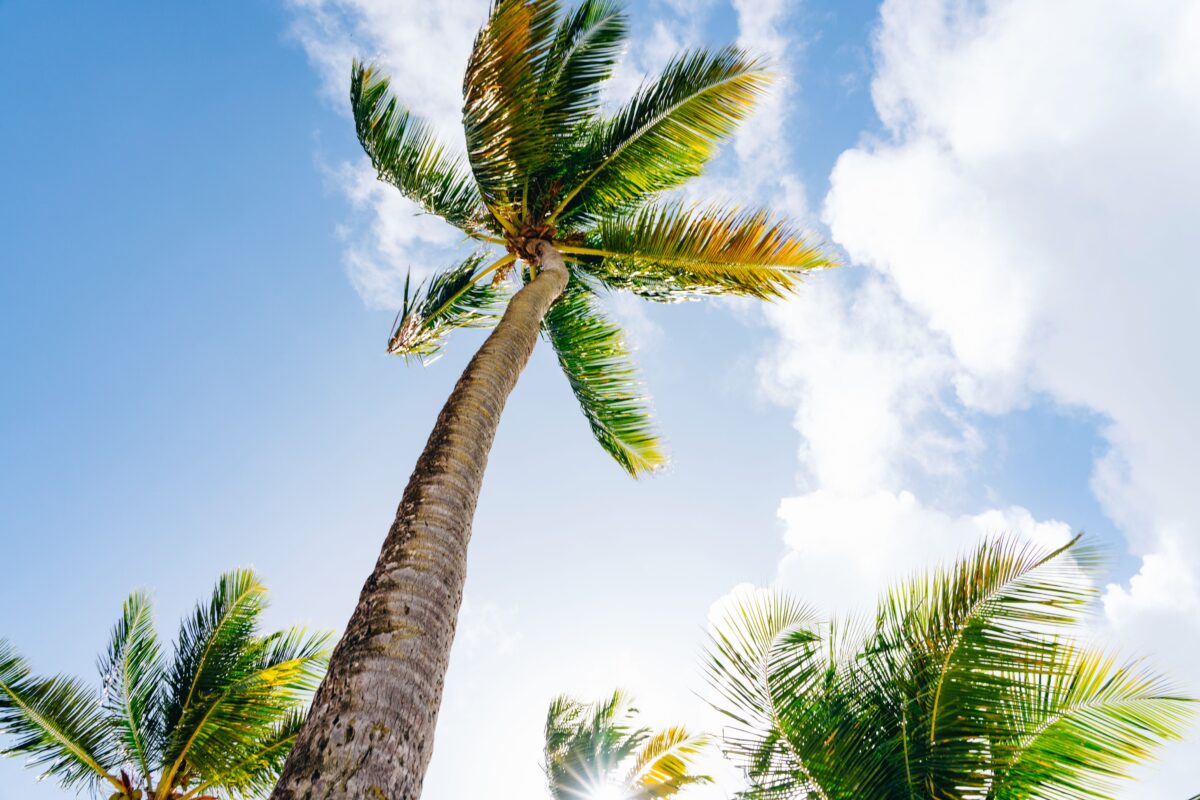 Palmen entlang der Küste in der Karibik.