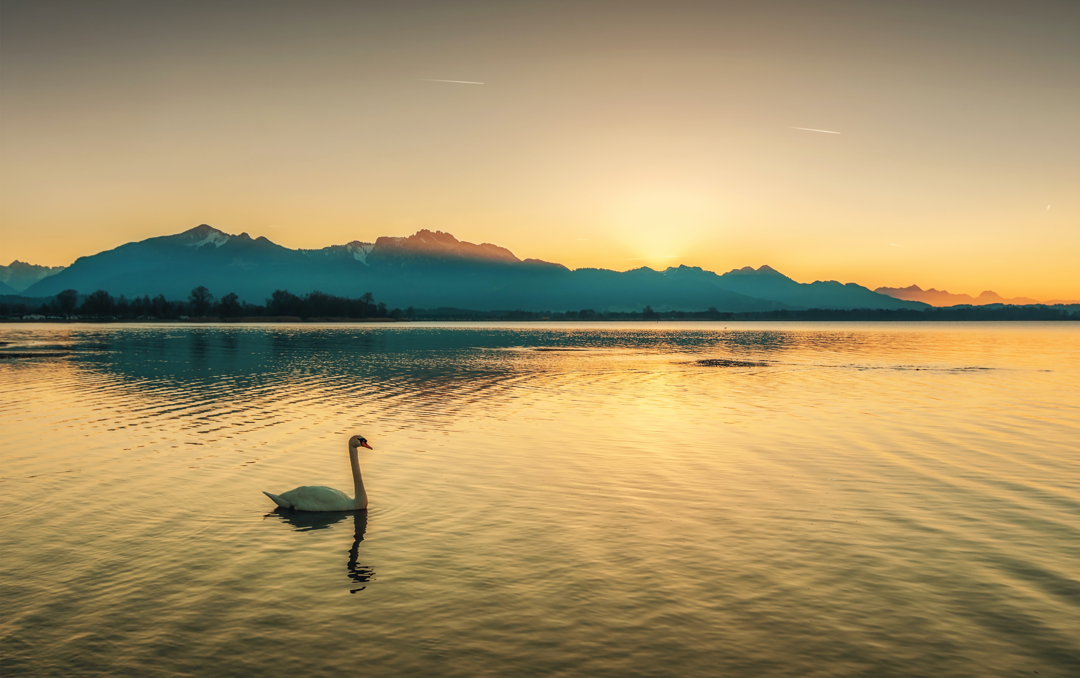 Ein Schwan schwimmt in einem See mit Bergen im Hintergrund.