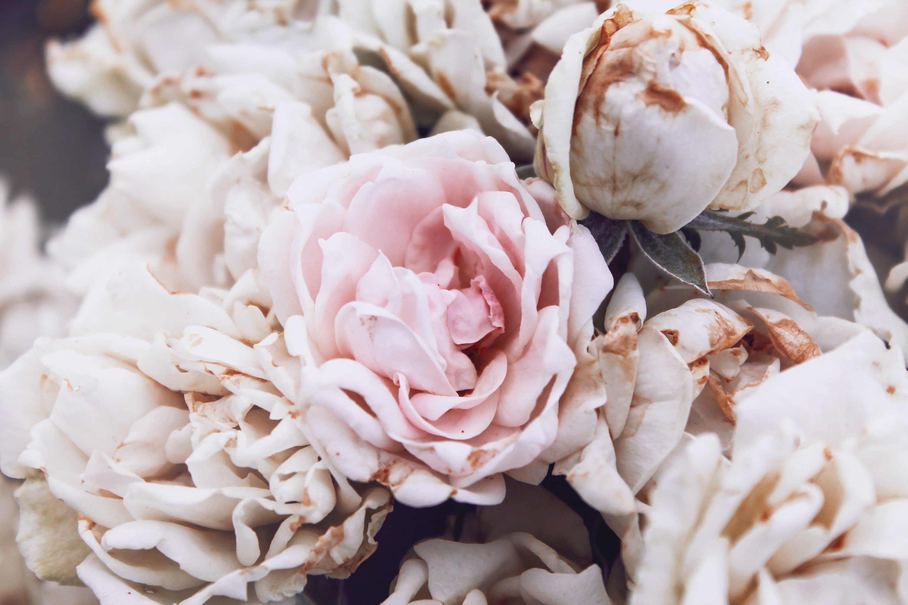 Eine Nahaufnahme eines Straußes rosa und weißer Rosen.