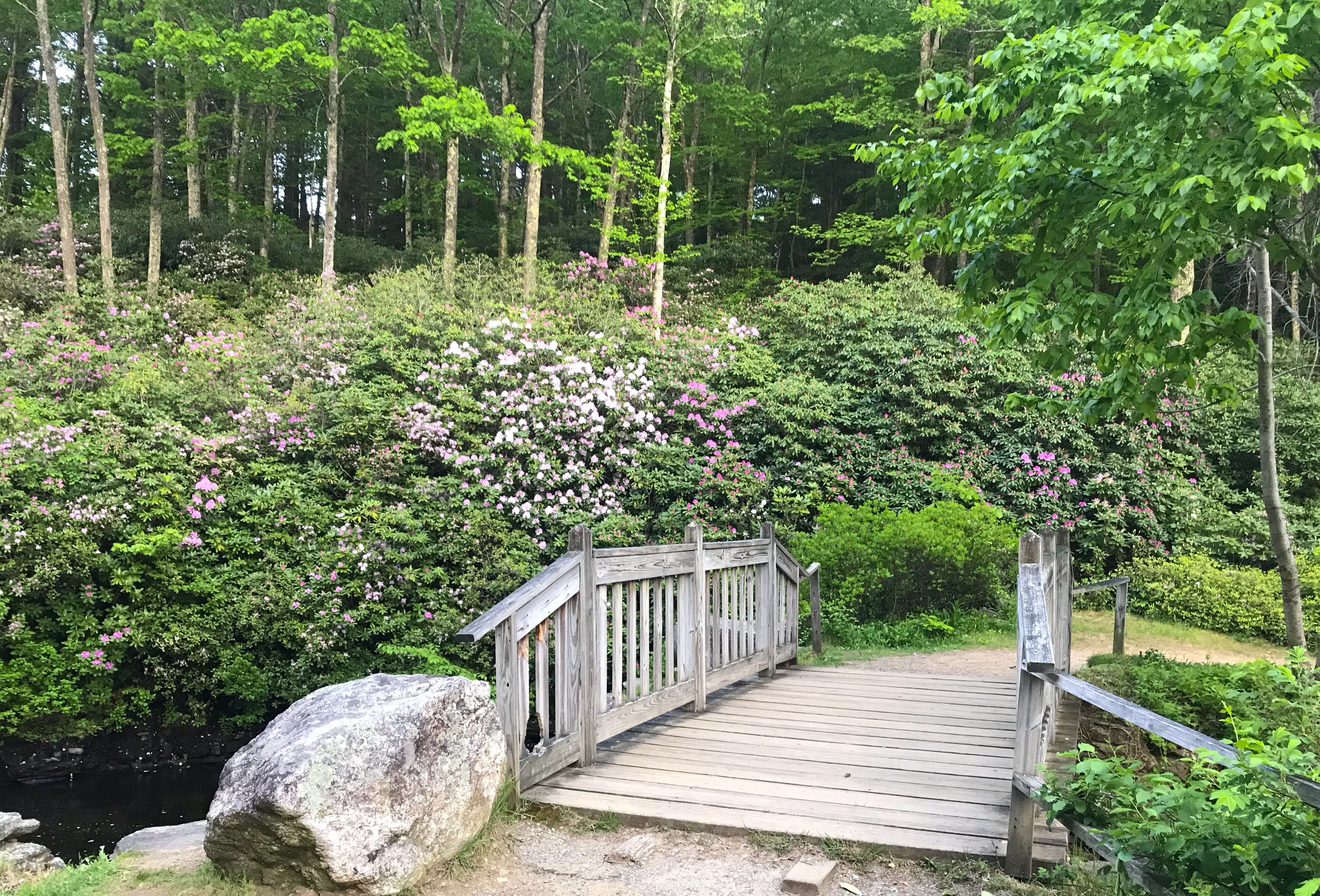 Rhododendronbrücke - Rhododendronbrücke - Rhododendron.