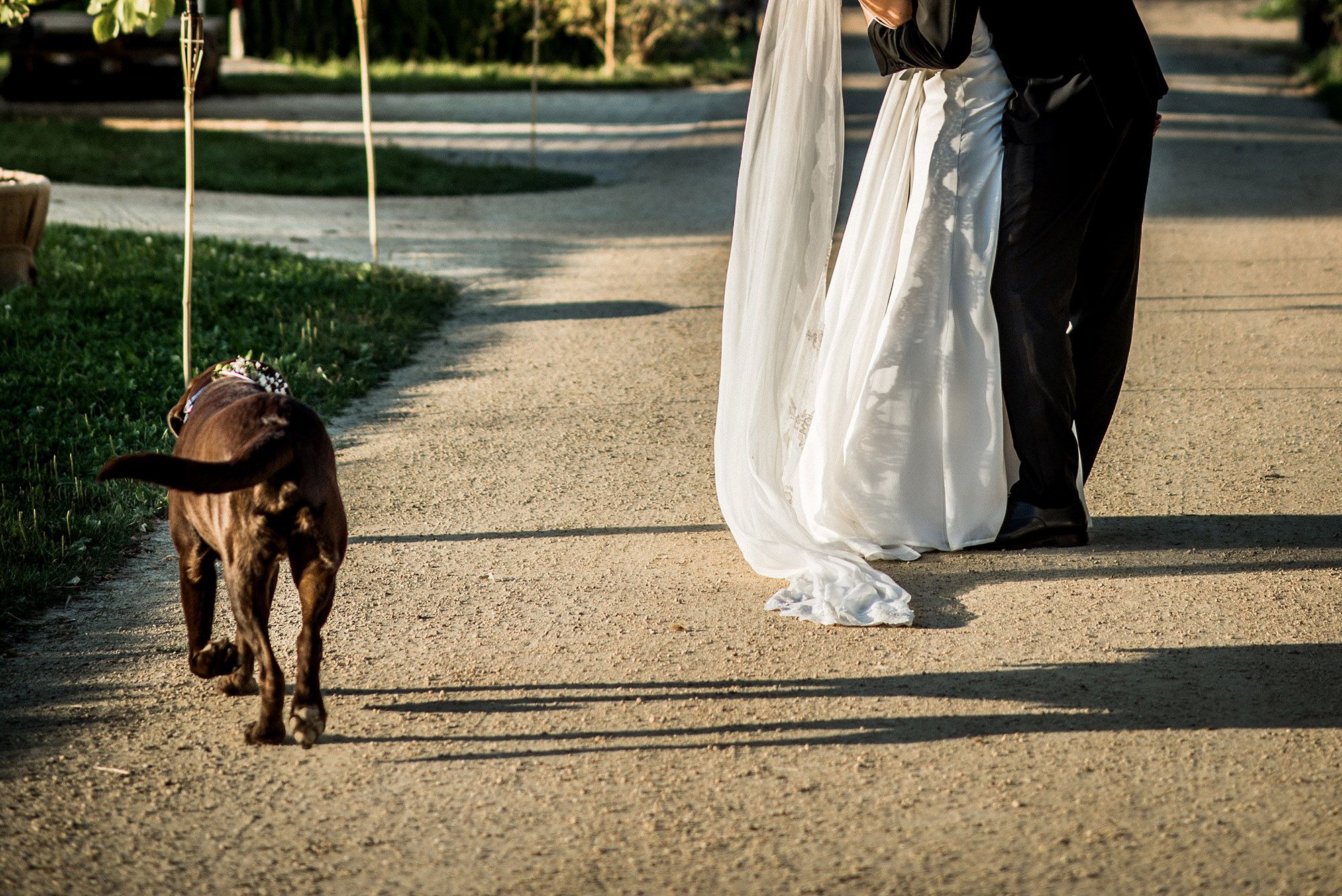 Ein Brautpaar steht neben einem Hund.